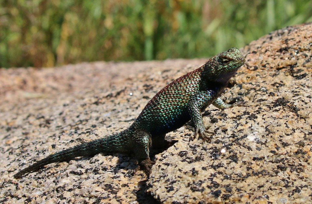 Granite Spiny Lizard