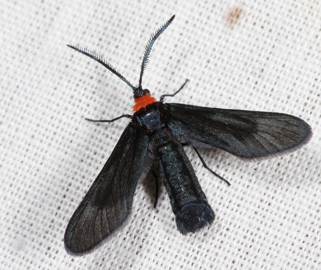 Grapeleaf Skeletonizer Moth