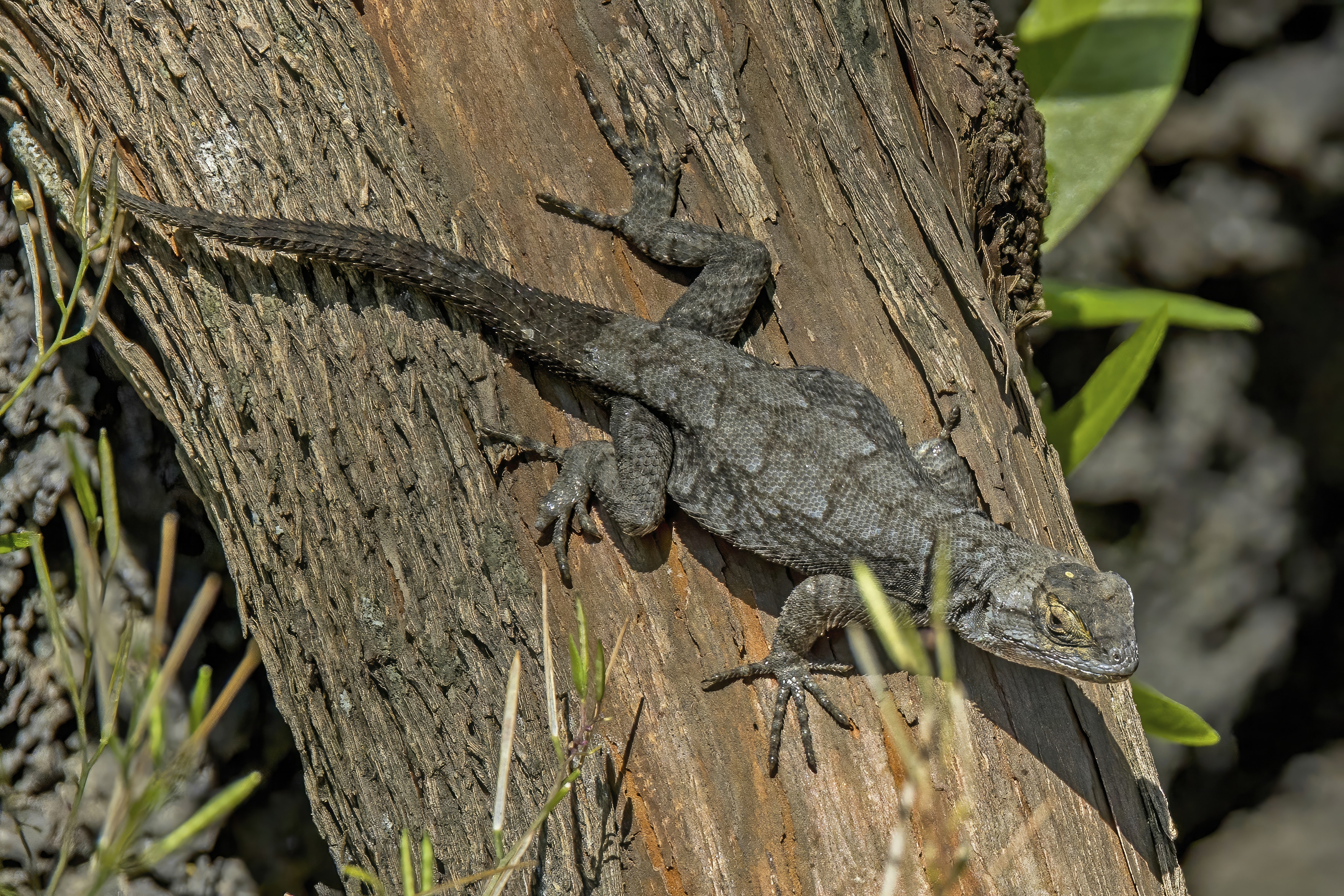 Graphic Spiny Lizard