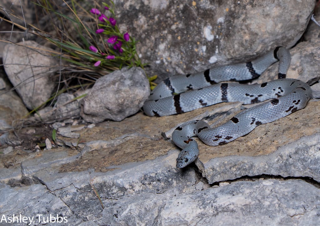 Gray Banded Kingsnake