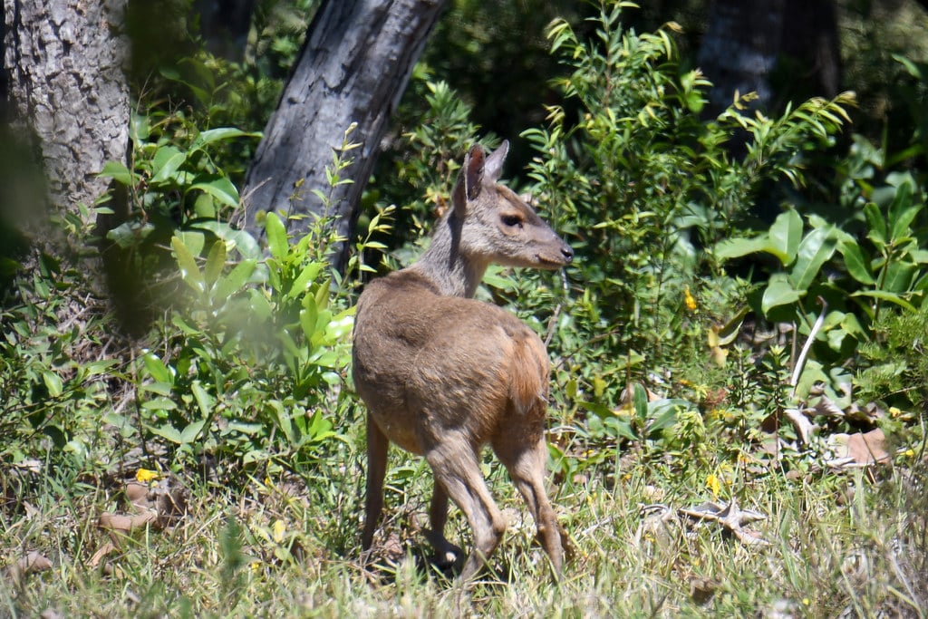 Gray Brocket