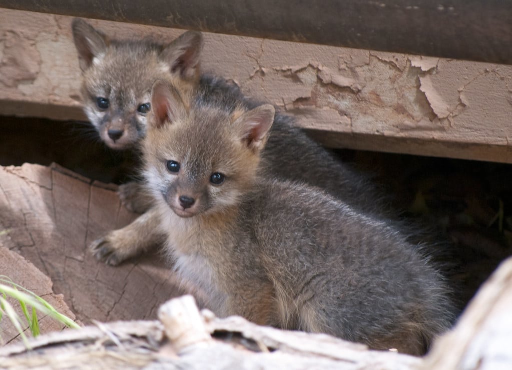 Gray Foxes - Animals Most Faithful to Their Mates