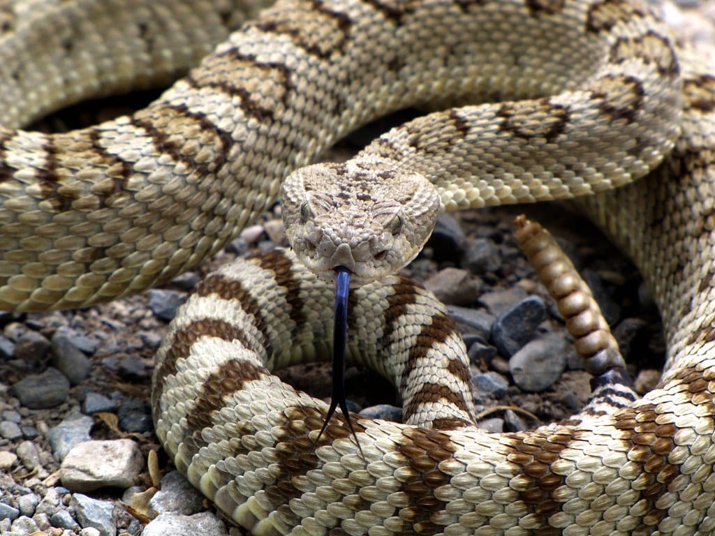 Great Basin Rattlesnake - Types of Rattlesnakes in Arizona
