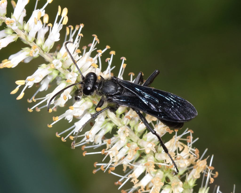 Great Black Digger Wasp - Types of Wasps in North Carolina