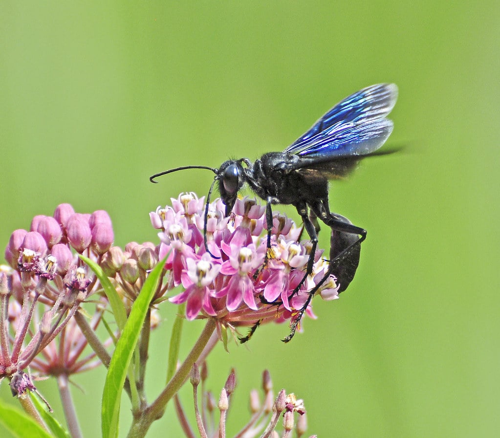 Great Black Wasp - Types of Wasps in Iowa