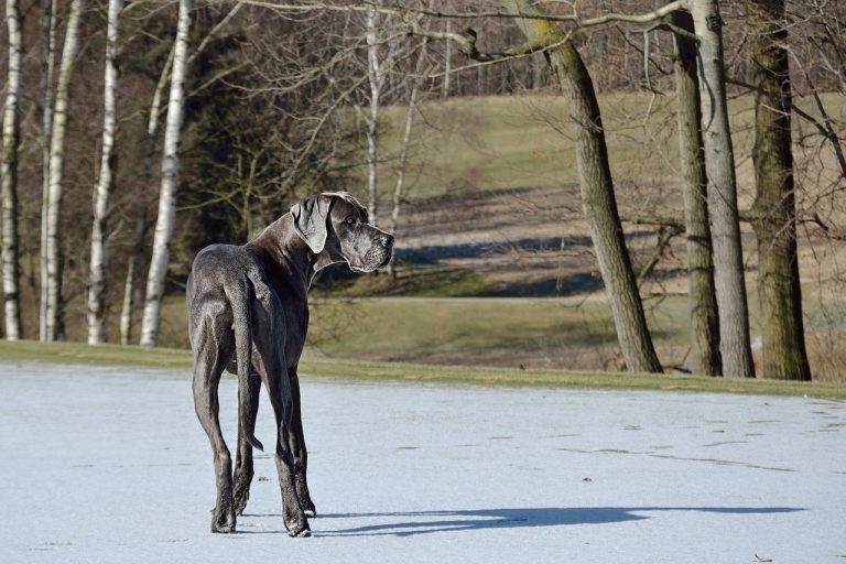 Great Dane: Dog Breed Profile and Information