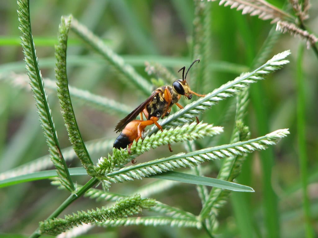 Great Golden Digger Wasp