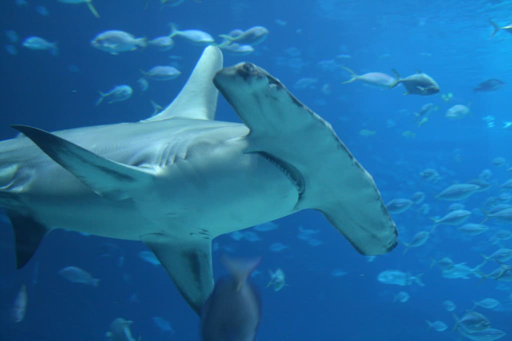 Great Hammerhead Shark - Finding Nemo Fish Species