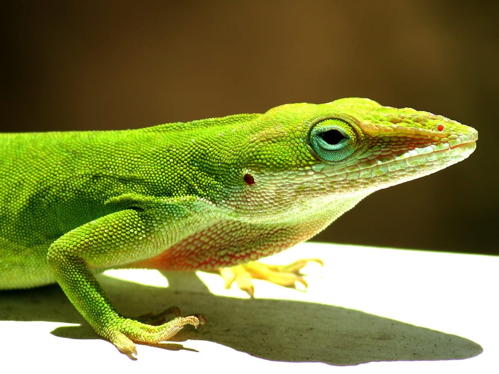 Green Anoles