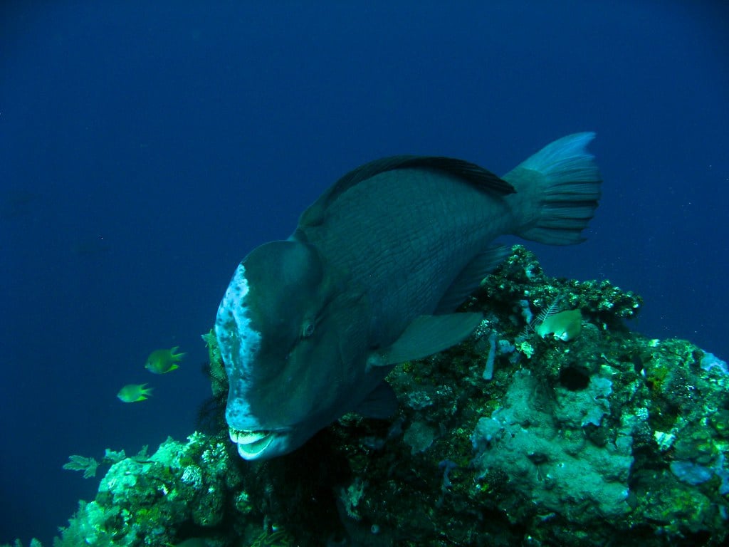 Green Humphead Parrotfish
