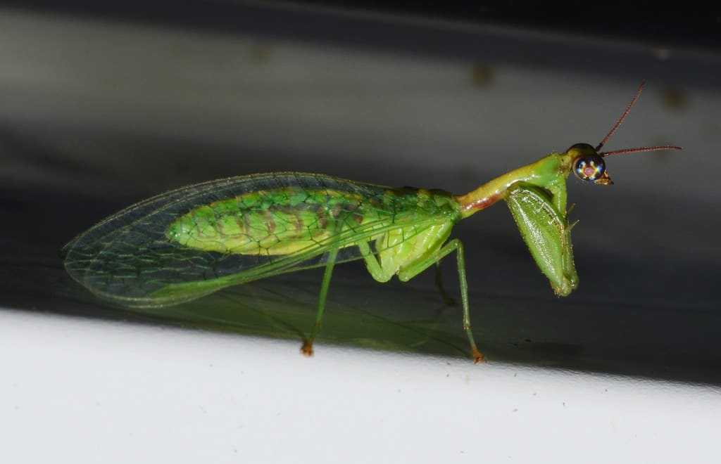 Green Mantisfly