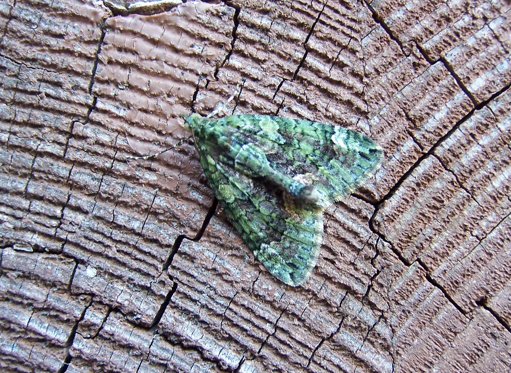 Green Pug Moth