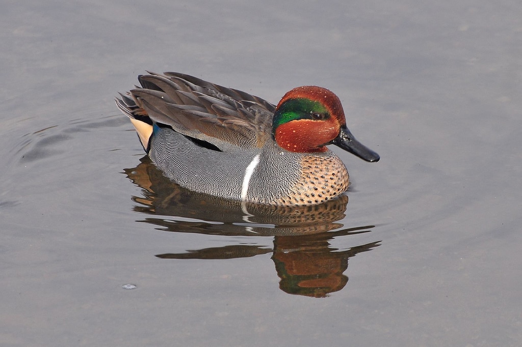 Green-winged Teal