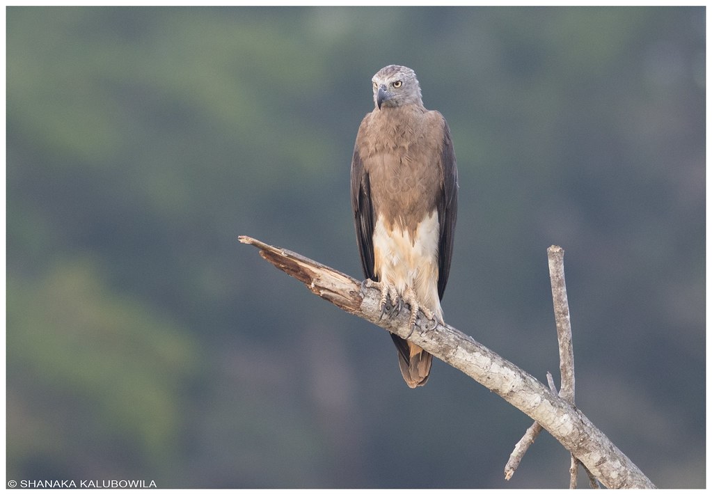 Grey Head Eagle