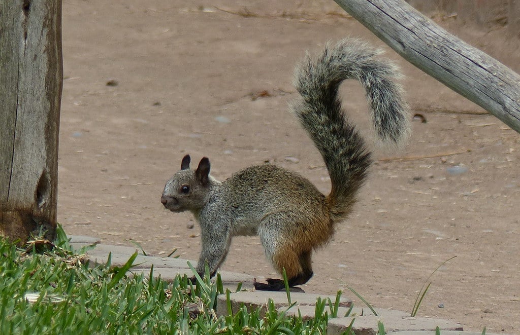 Guayaquil Squirrel