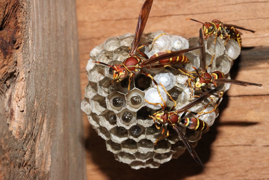 Guinea Paper Wasp