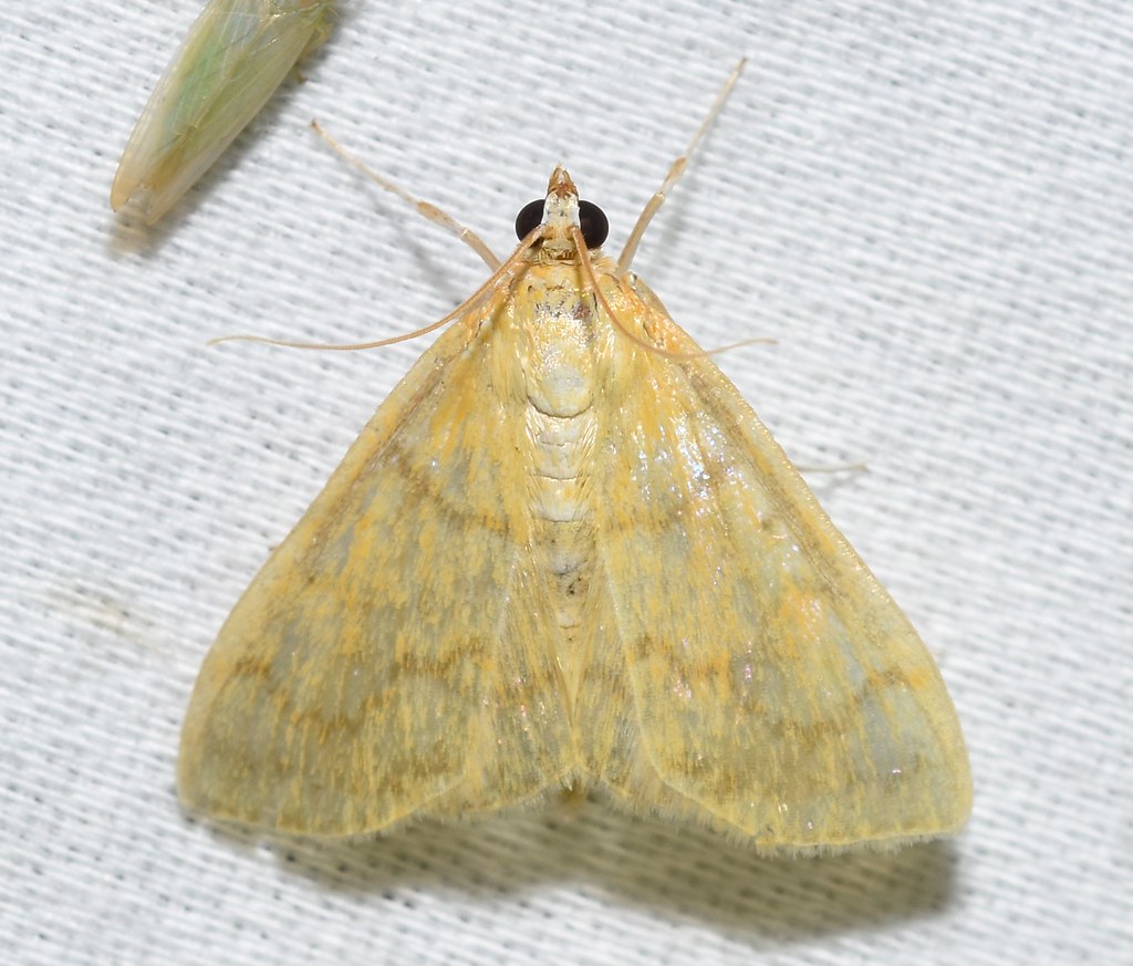 Hahncappsia Moth