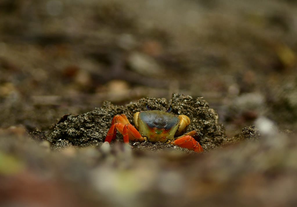 Halloween Land Crab