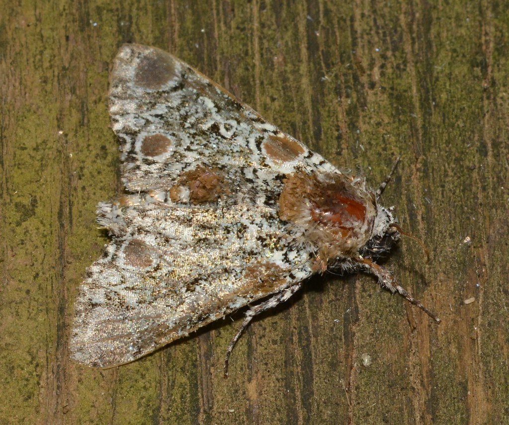 Harris' Three-Spot Moth
