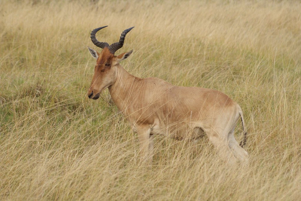 Hartebeest