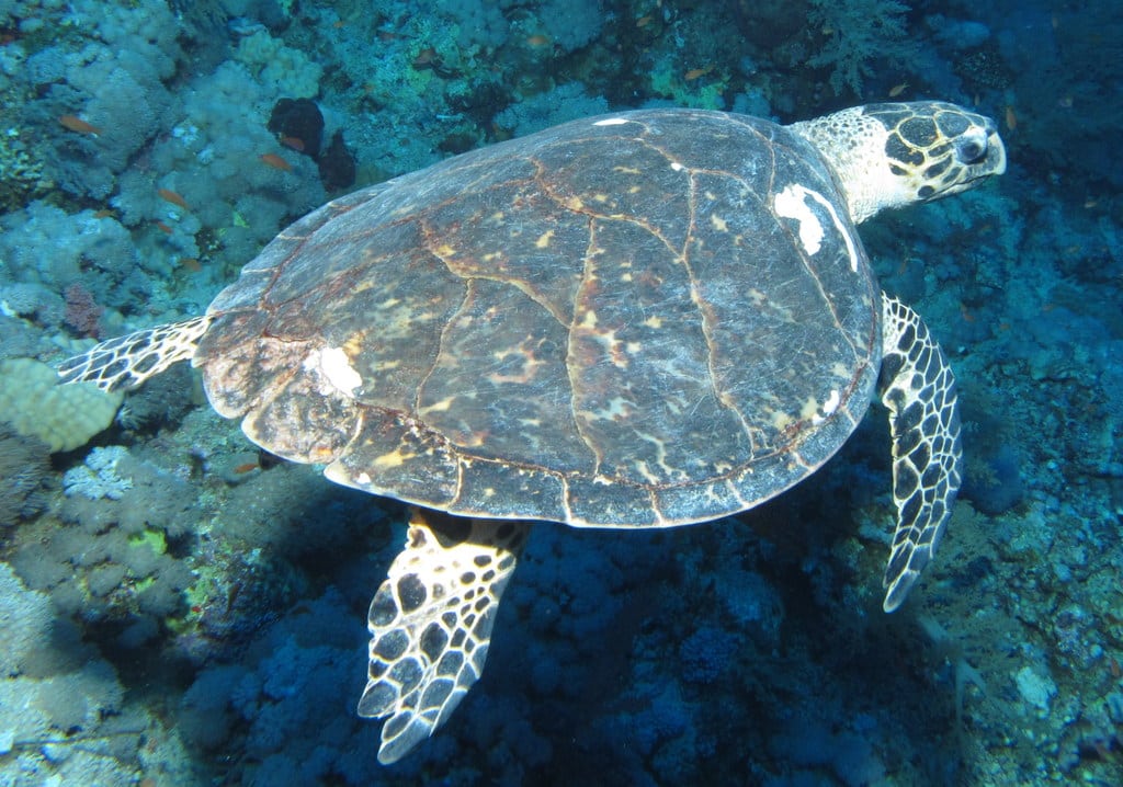 Hawksbill Sea Turtle
