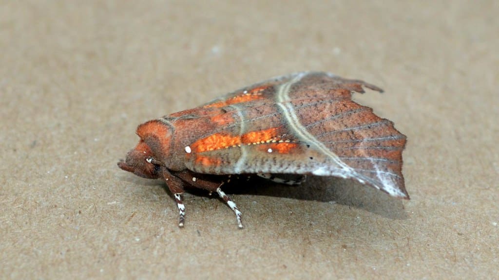 Herald Moth