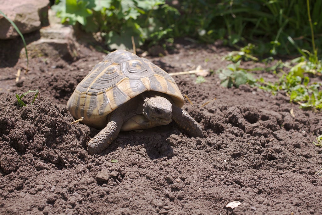 Hermann’s Tortoise