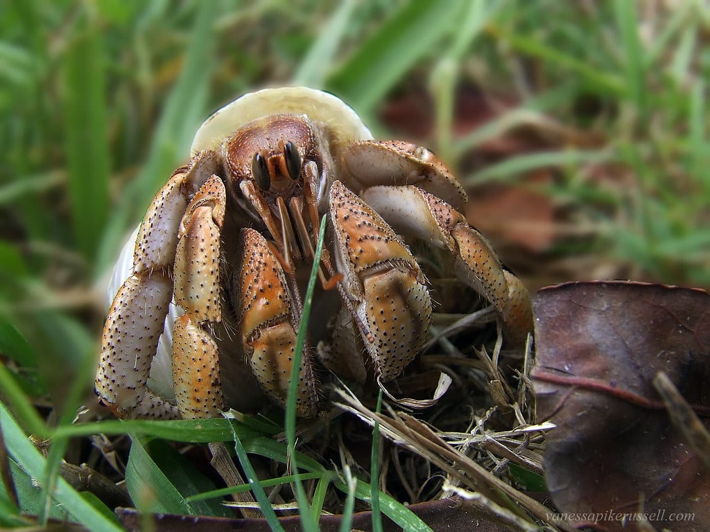 Hermit Crab