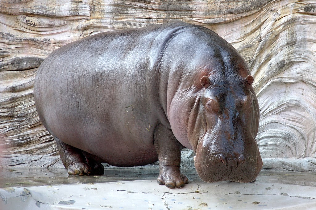 Hippopotamus - Animals That Live in the Savanna