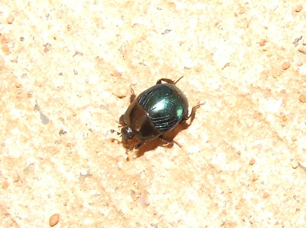 Hister Beetle
