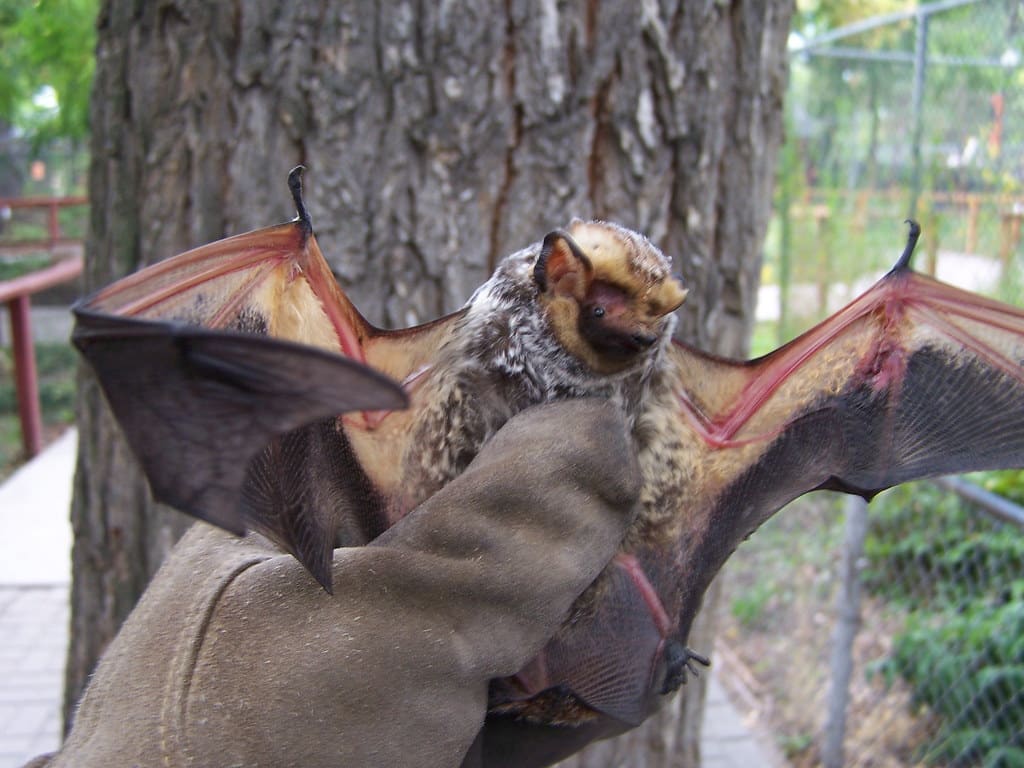 Hoary Bat - Types of Bats in Chicago