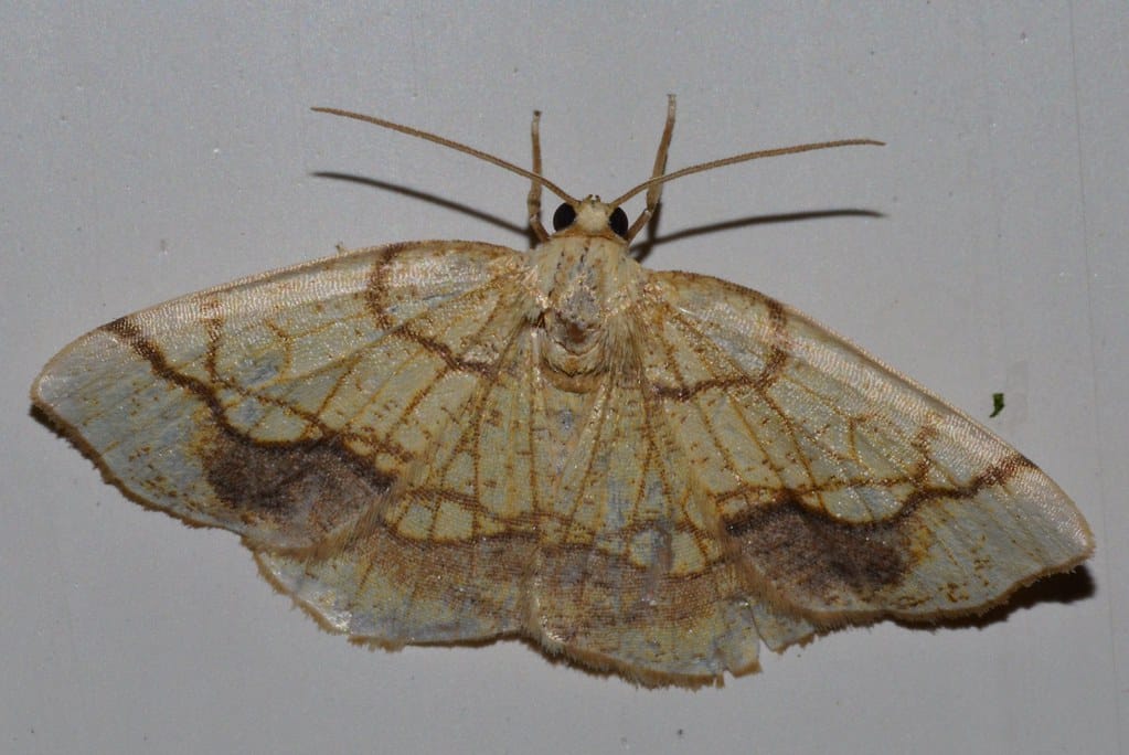 Horned Spanworm Moth