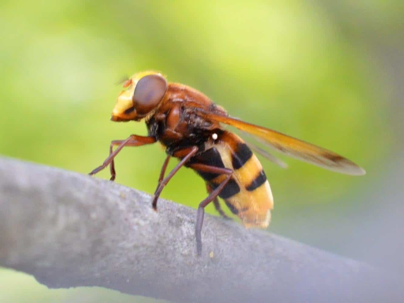 Hornet Mimic Hover Fly