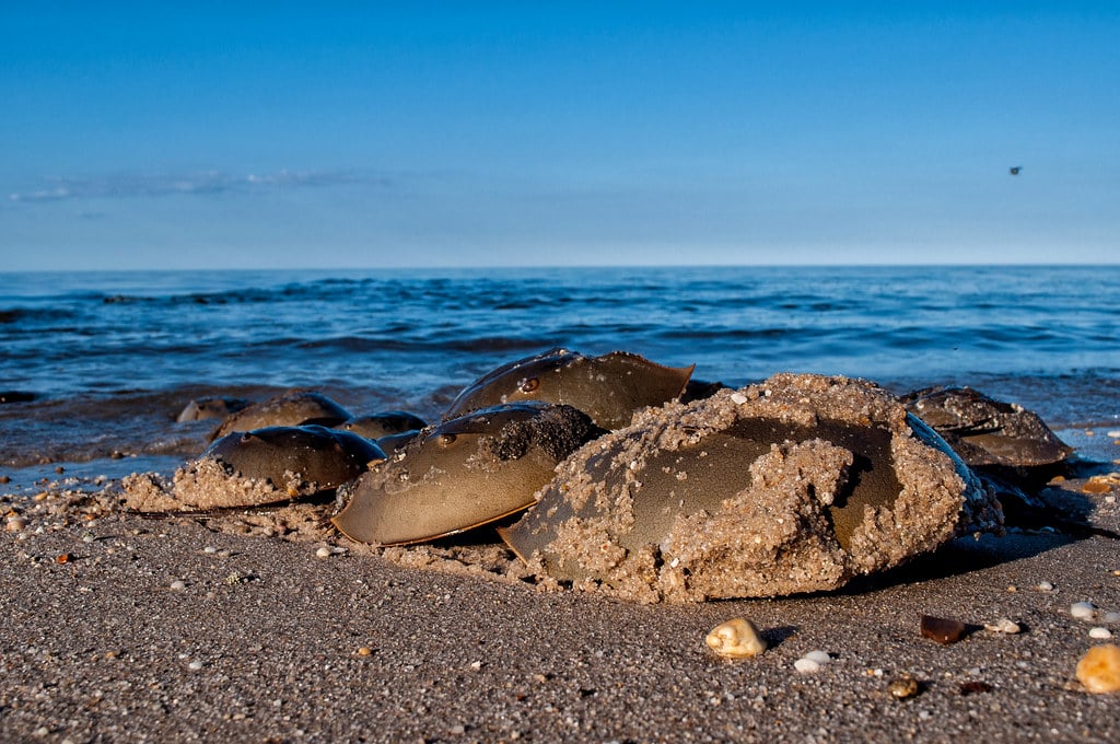 Horseshoe Crab