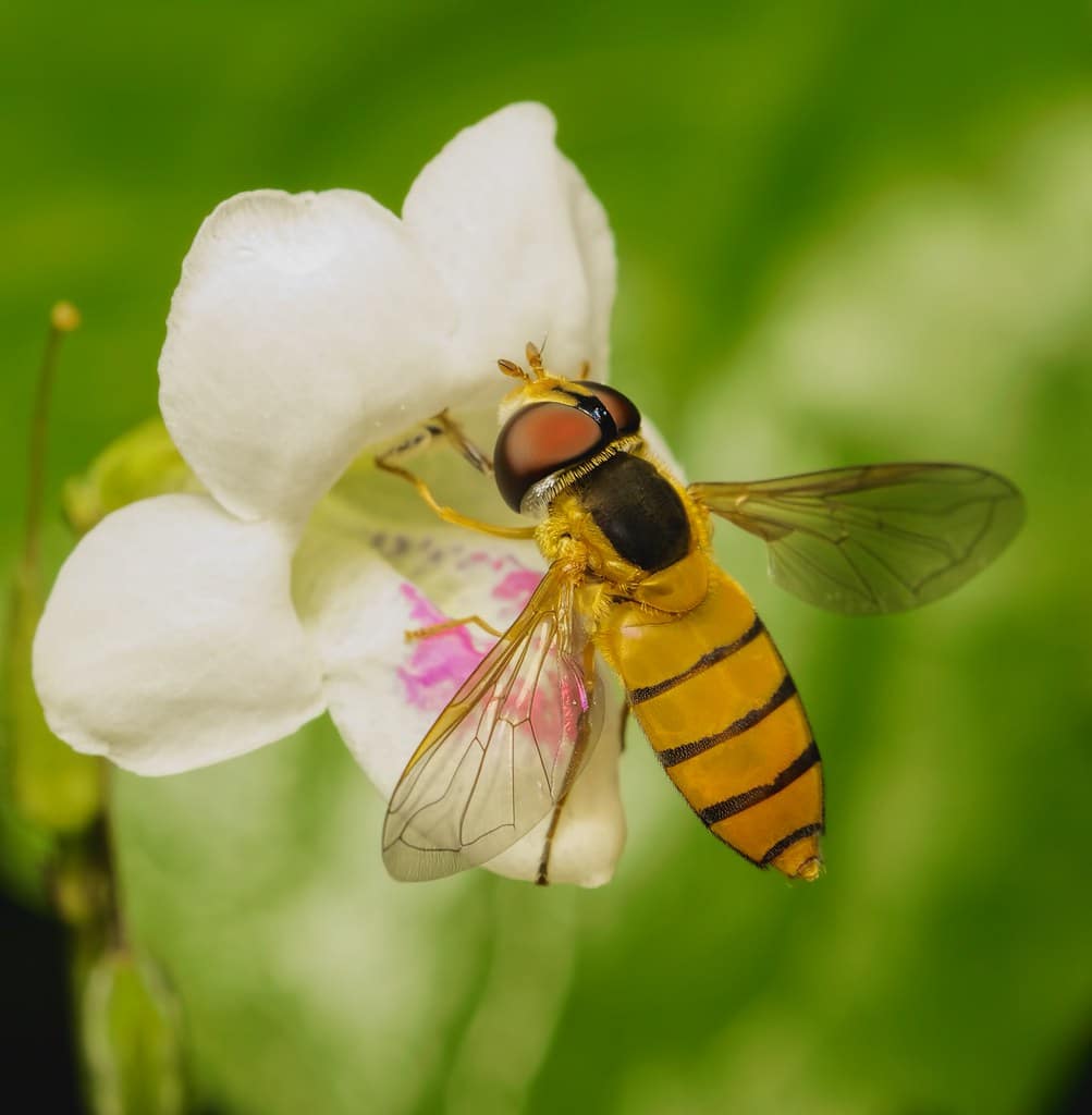 Hover Fly 