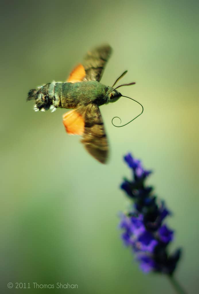 Hummingbird Moth - Types of Moths in Oregon