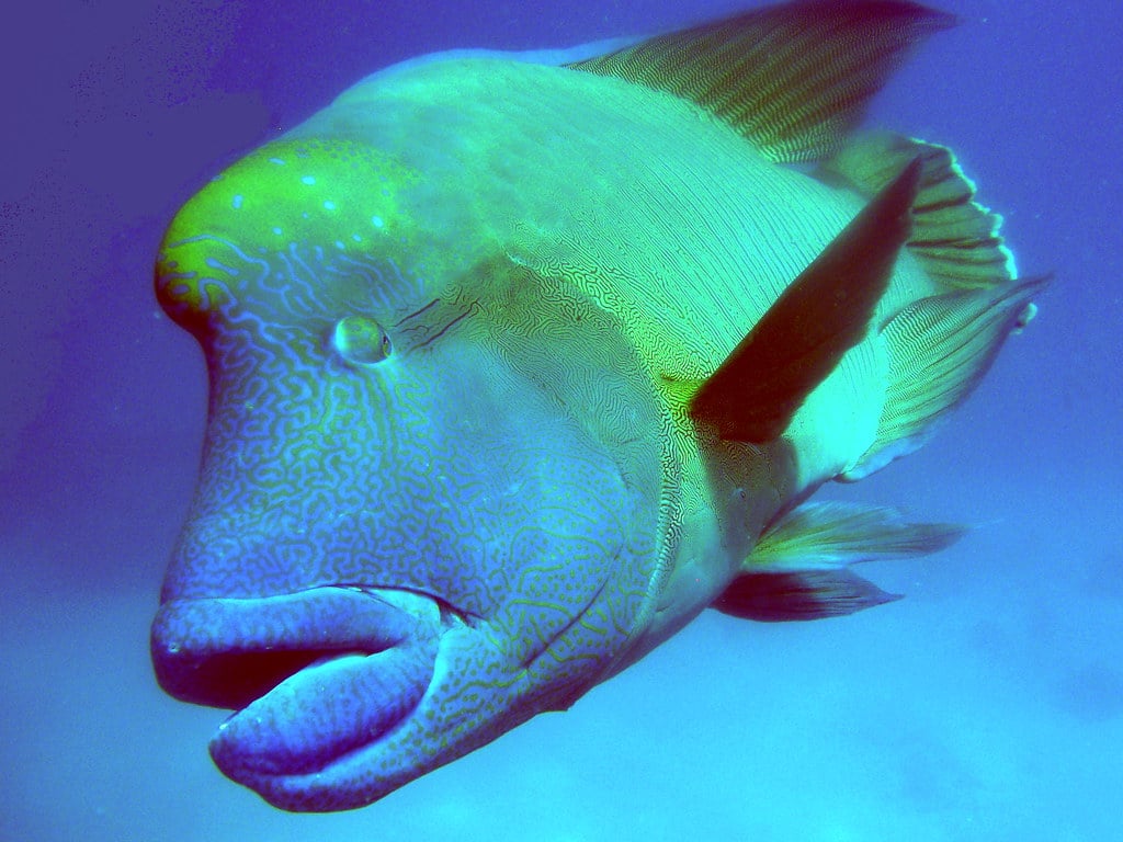Humphead Wrasse