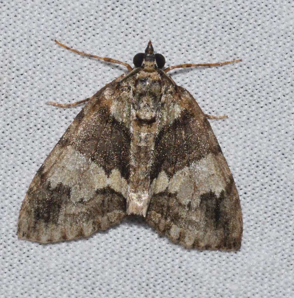 Hydriomena Moth