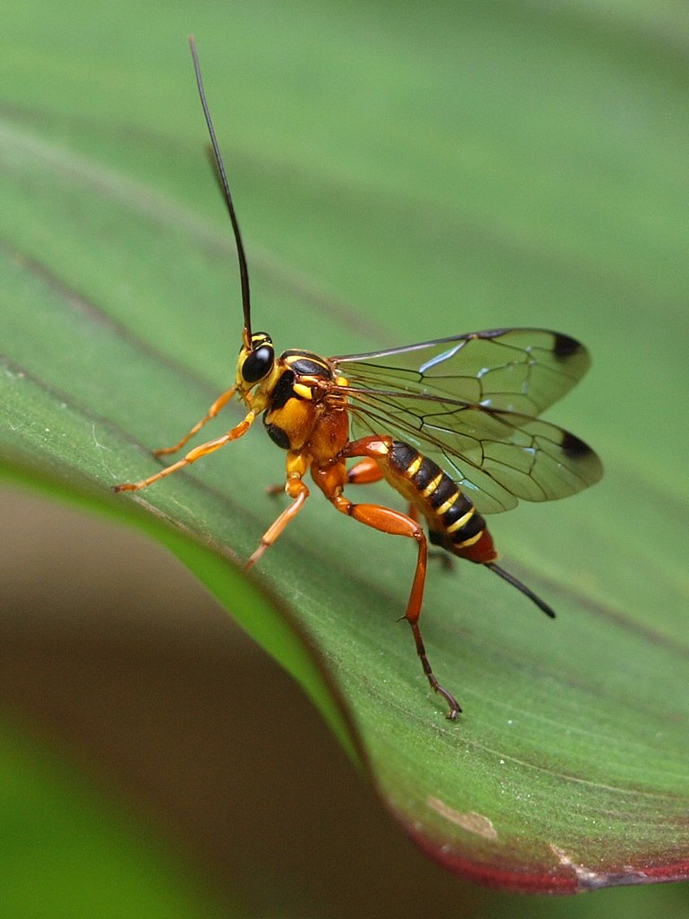 Ichneumon Wasp