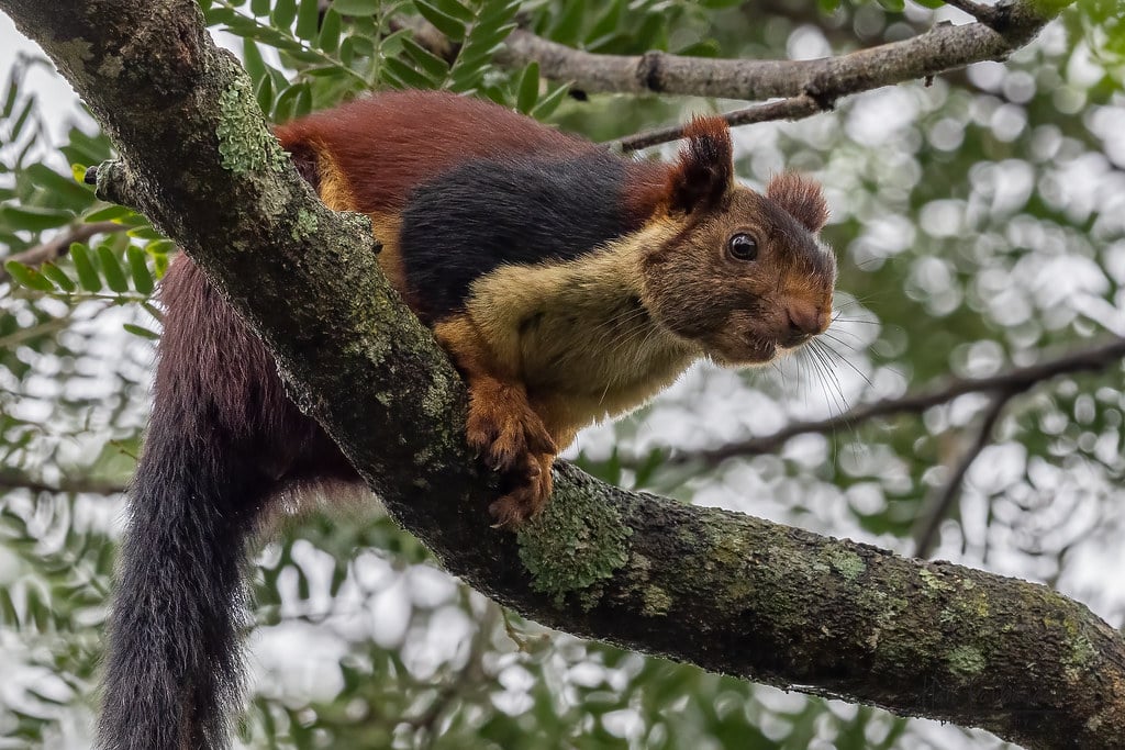Indian Giant Squirrel