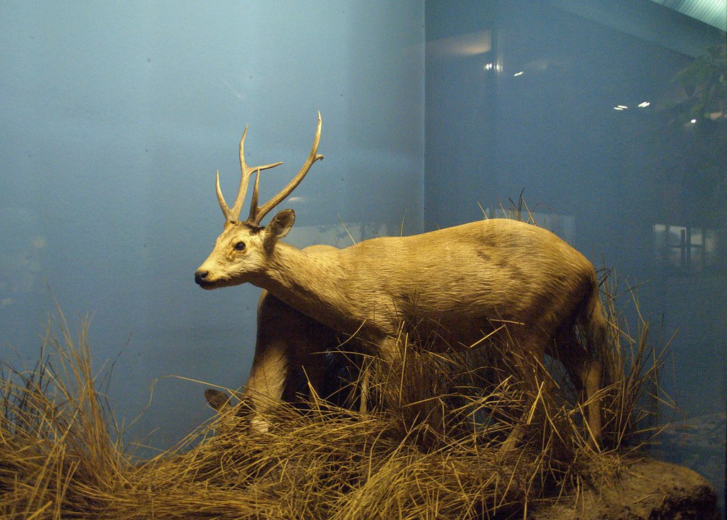 Indian Hog Deer - Different Types of Deer