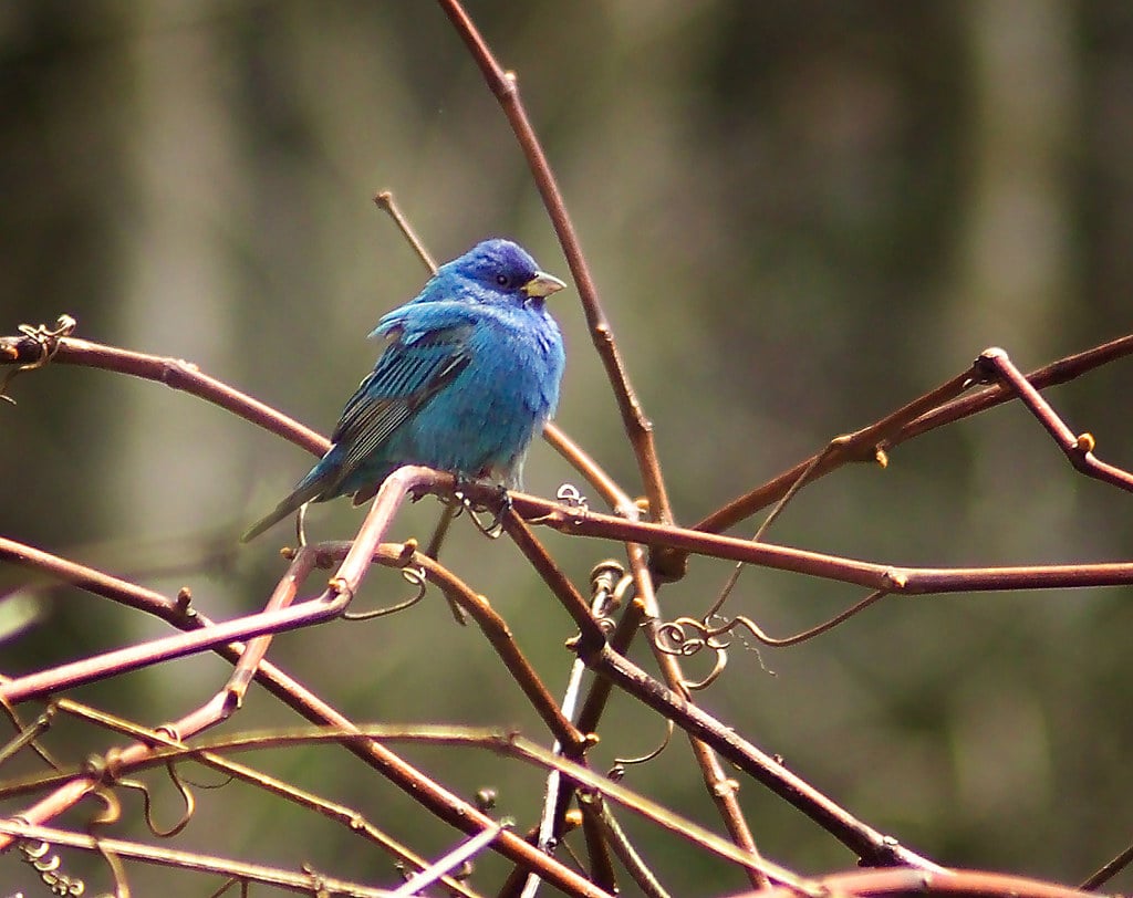 Indigo Bunting