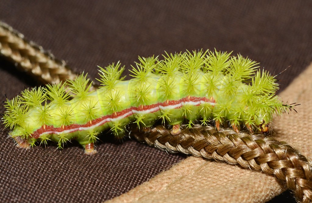 Io Caterpillar