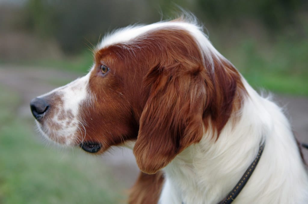 Irish Red and White Setter