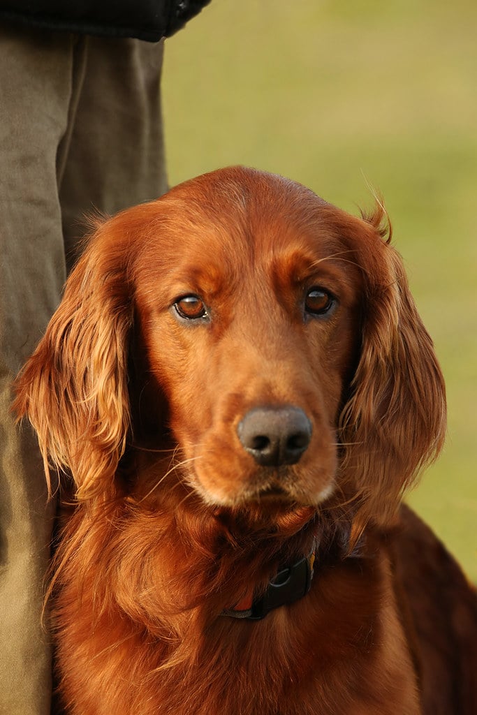 Irish Setter