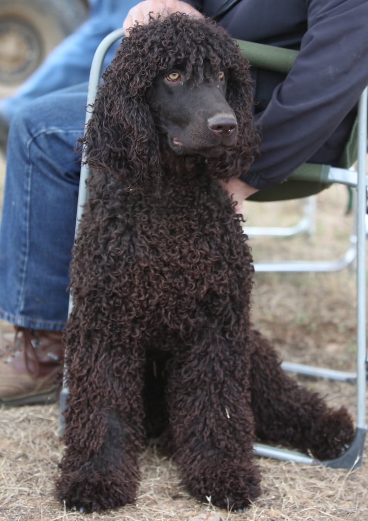 Irish Water Spaniel
