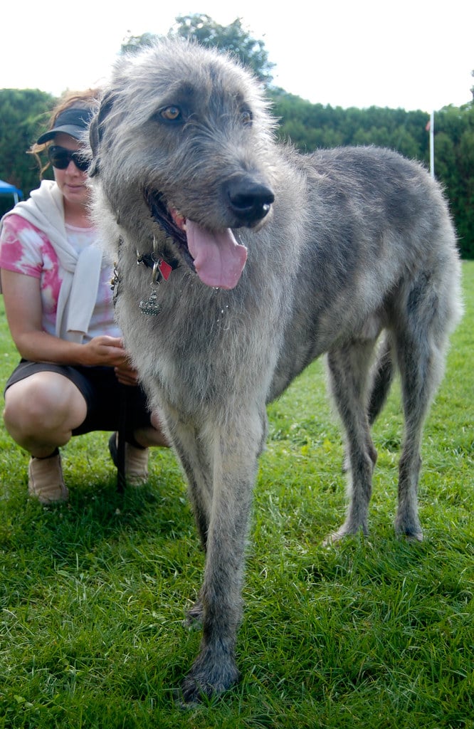 Irish Wolfhound - Irish Dog Breeds