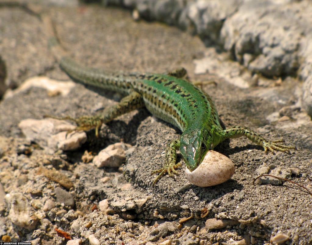 Italian Wall Lizard