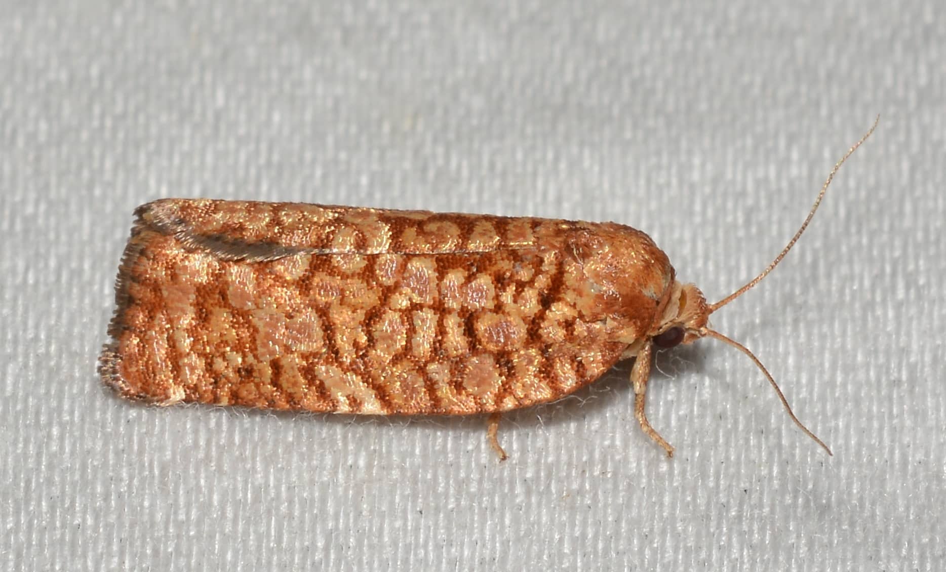 Jack Pine Budworm