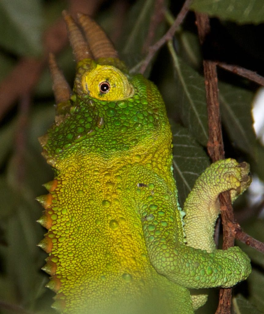 Jackson's Chameleon